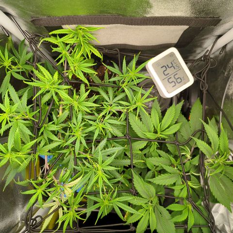 ENT III growlog timeline photo