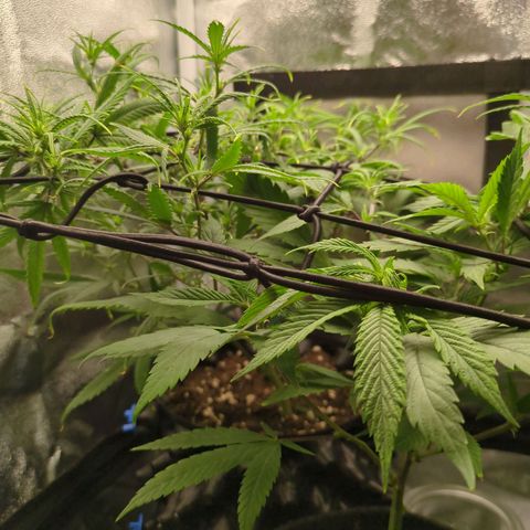 ENT III growlog timeline photo