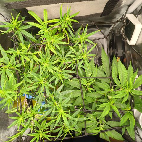 ENT III growlog timeline photo