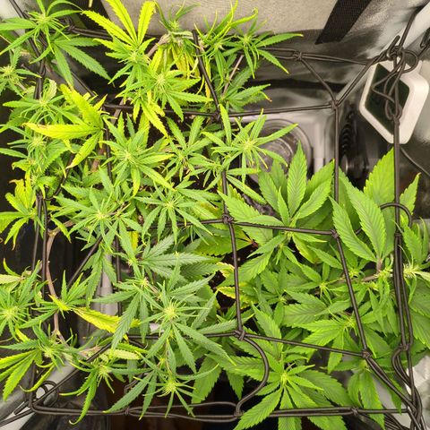 ENT III growlog timeline photo