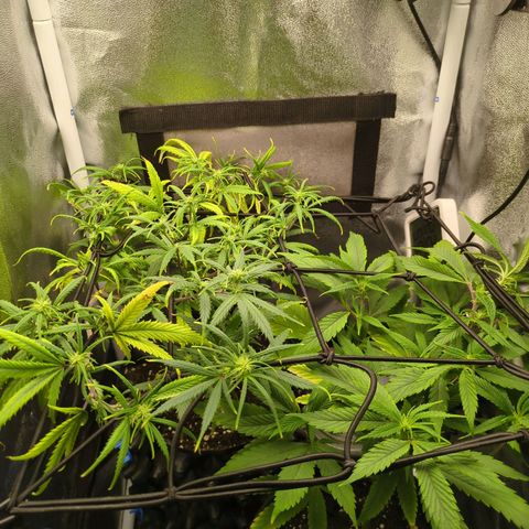 ENT III growlog timeline photo