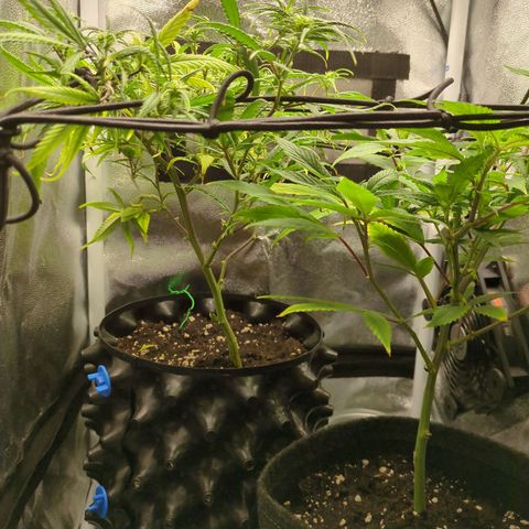 ENT III growlog timeline photo