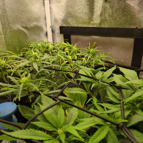 ENT III growlog timeline photo