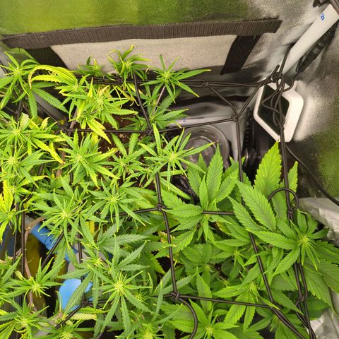 ENT III growlog timeline photo