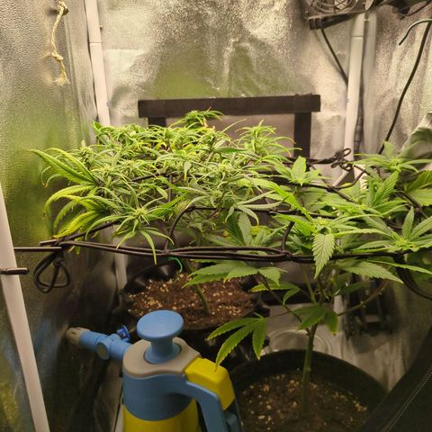 ENT III growlog timeline photo