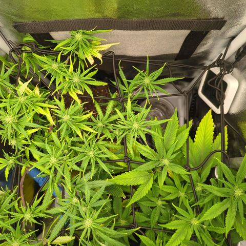 ENT III growlog timeline photo