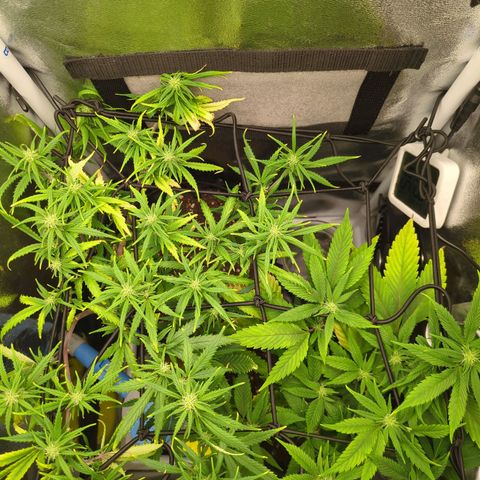 ENT III growlog timeline photo