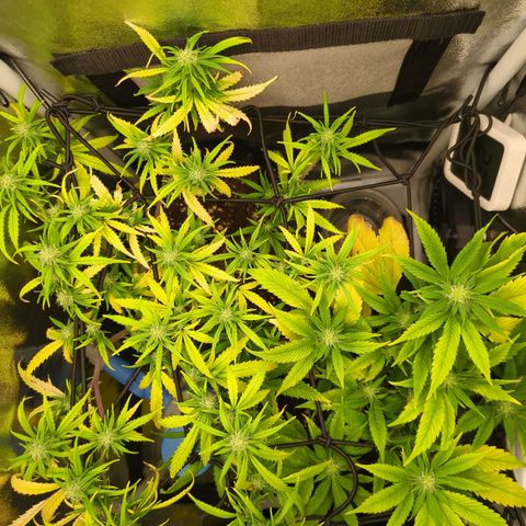 ENT III growlog timeline photo