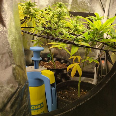 ENT III growlog timeline photo