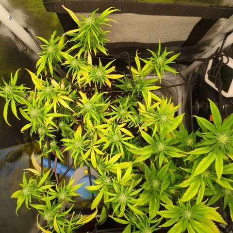 ENT III growlog timeline photo
