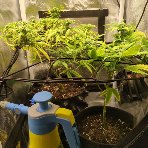 ENT III growlog timeline photo
