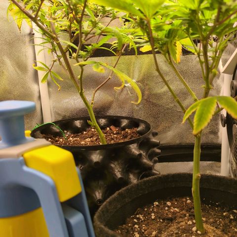 ENT III growlog timeline photo