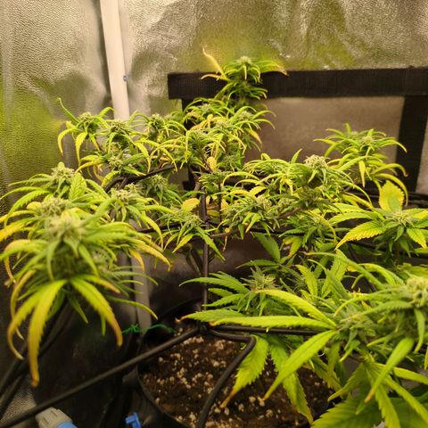 ENT III growlog timeline photo