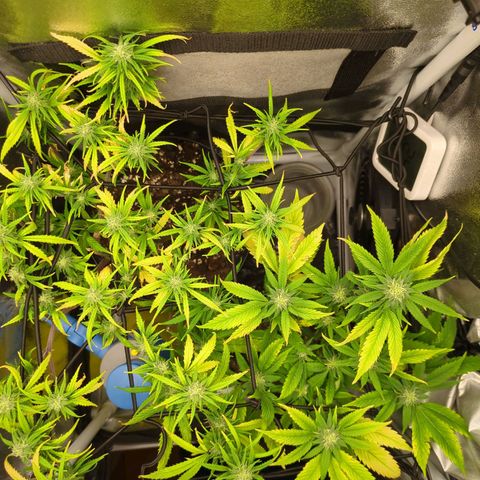 ENT III growlog timeline photo