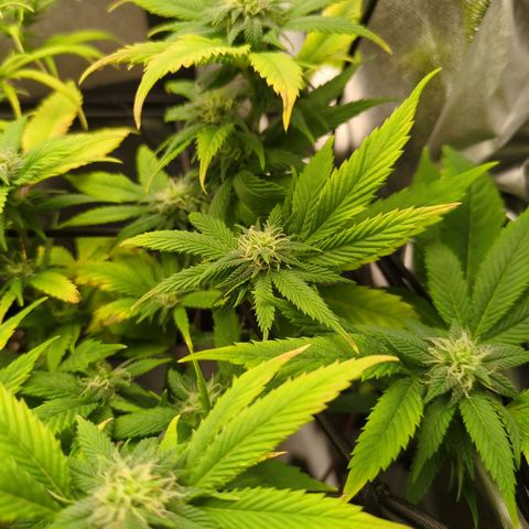 ENT III growlog timeline photo