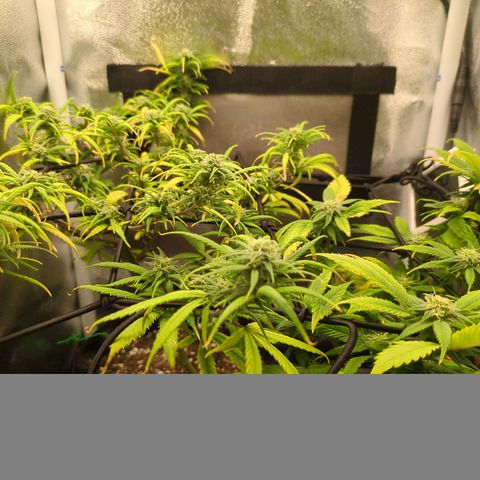 ENT III growlog timeline photo
