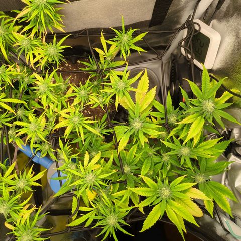 ENT III growlog timeline photo