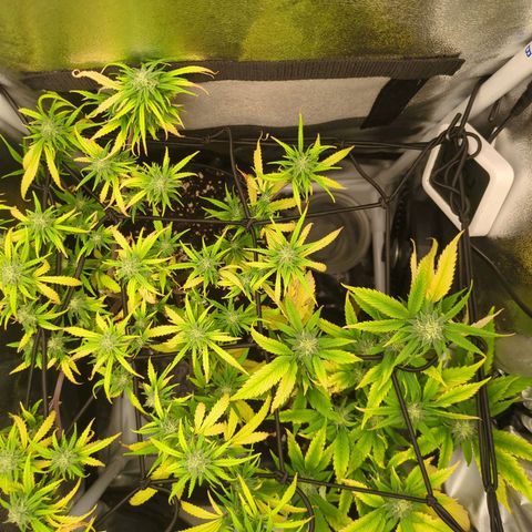 ENT III growlog timeline photo