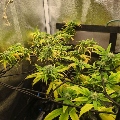 ENT III growlog timeline photo
