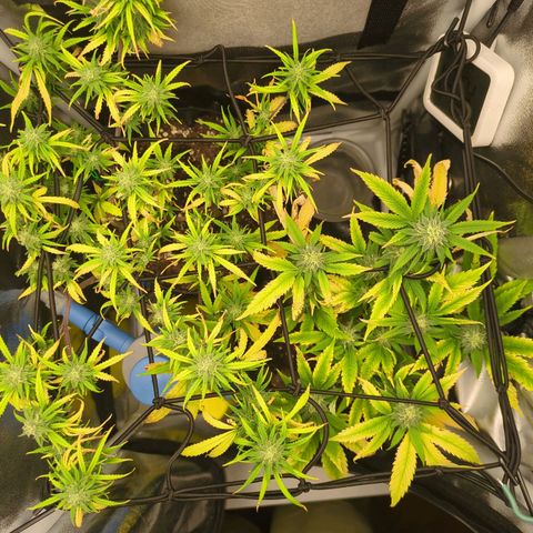 ENT III growlog timeline photo