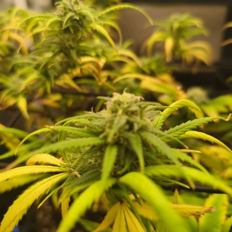 ENT III growlog timeline photo
