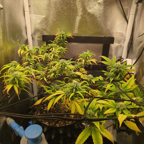 ENT III growlog timeline photo
