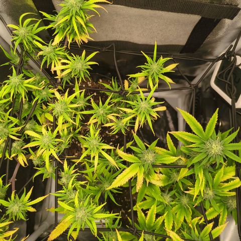 ENT III growlog timeline photo