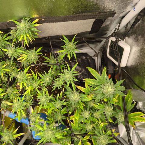 ENT III growlog timeline photo