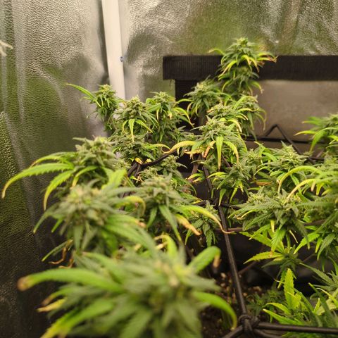 ENT III growlog timeline photo