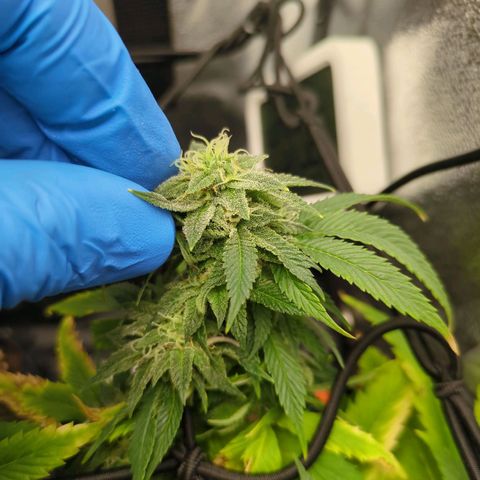 ENT III growlog timeline photo