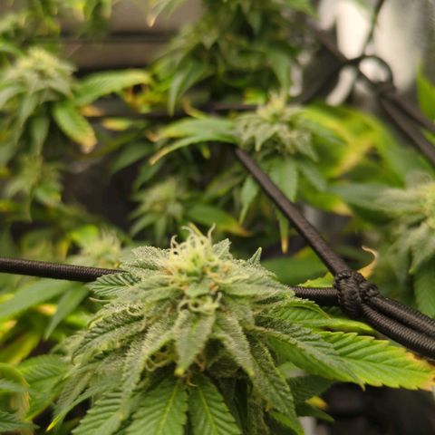 ENT III growlog timeline photo