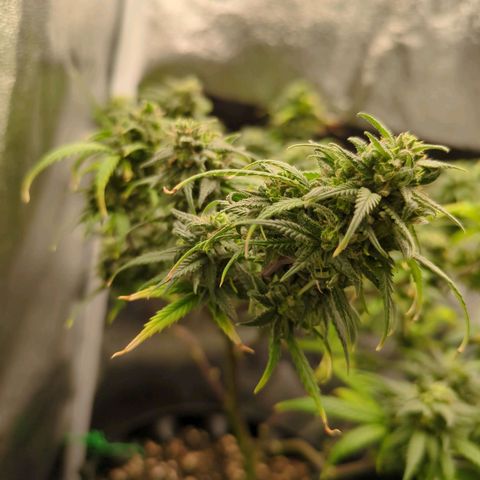ENT III growlog timeline photo