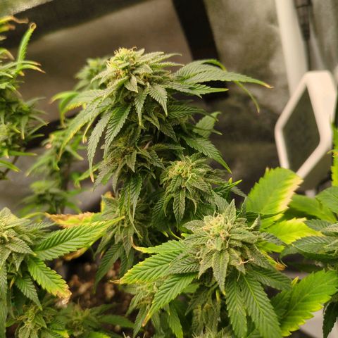 ENT III growlog timeline photo