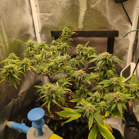 ENT III growlog timeline photo