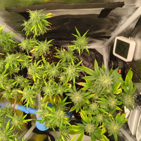 ENT III growlog timeline photo