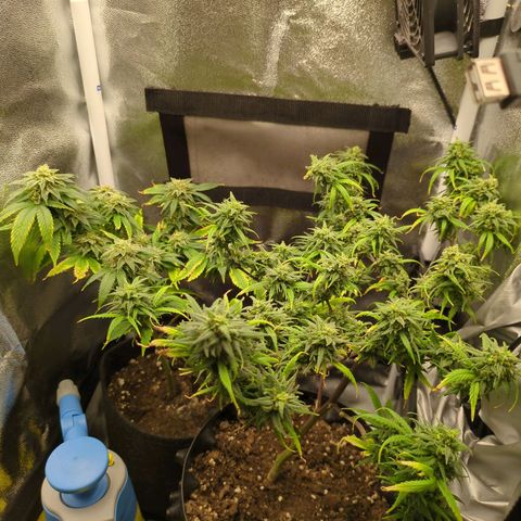 ENT III growlog timeline photo