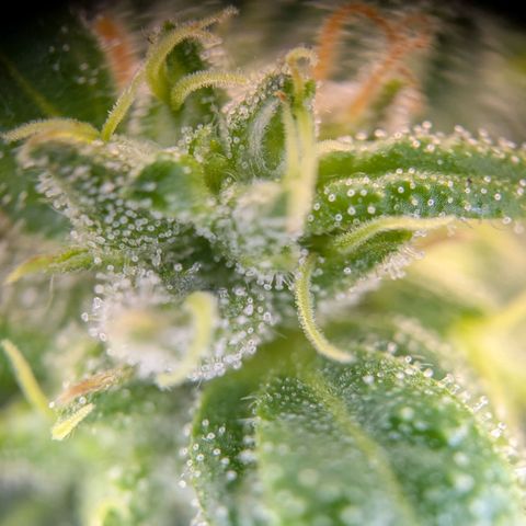 ENT III growlog timeline photo