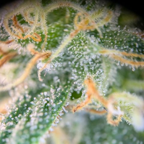 ENT III growlog timeline photo
