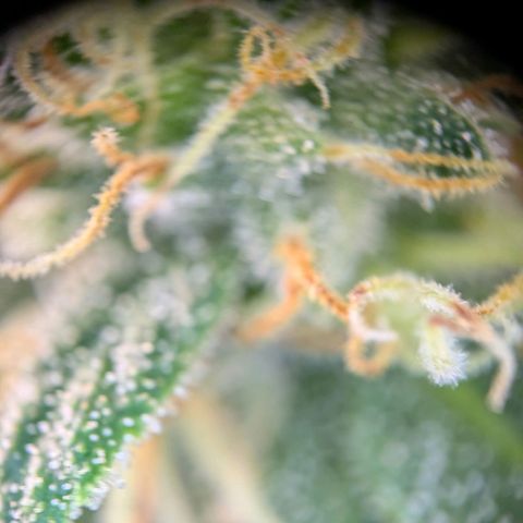 ENT III growlog timeline photo