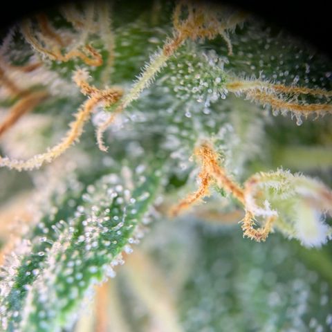 ENT III growlog timeline photo