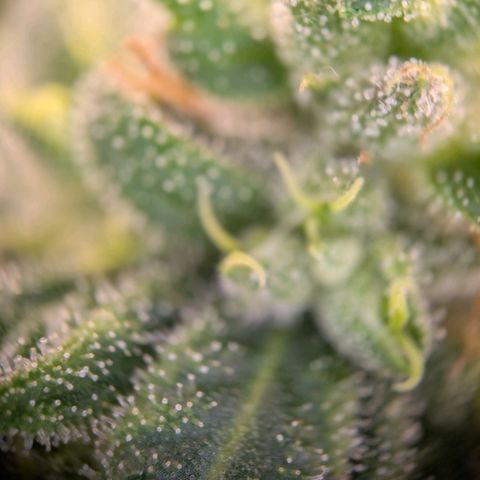 ENT III growlog timeline photo