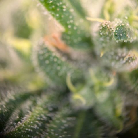 ENT III growlog timeline photo
