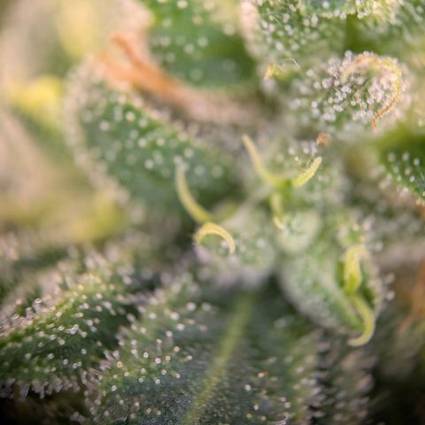ENT III growlog timeline photo