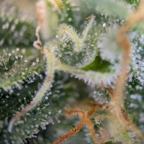 ENT III growlog timeline photo