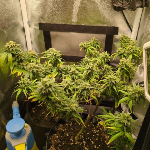 ENT III growlog timeline photo