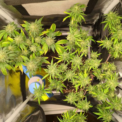 ENT III growlog timeline photo