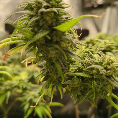 ENT III growlog timeline photo