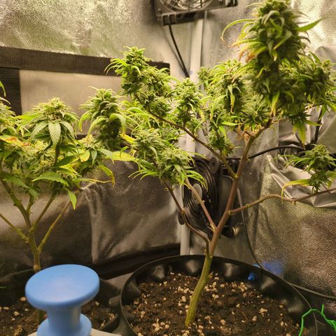 ENT III growlog timeline photo