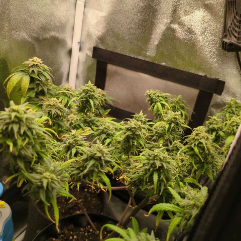 ENT III growlog timeline photo