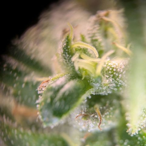 ENT III growlog timeline photo